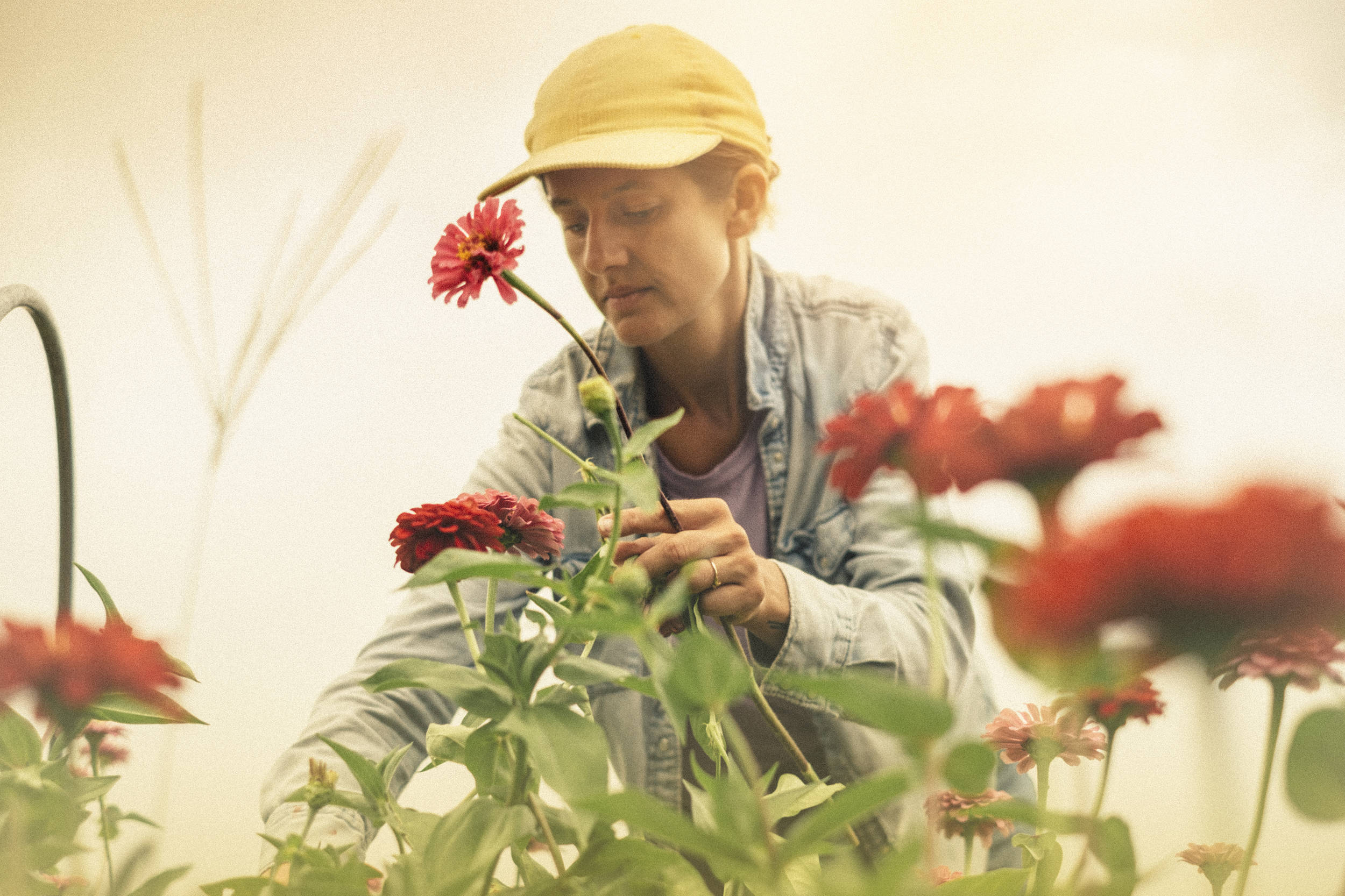 Cassiopeia Flower Farm